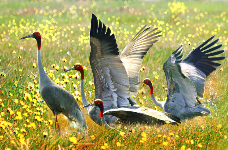 Experience one of Asia’s largest bird colonies